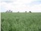 Section 83 Spur Road “Wirrawood”, Wirrega SA 5267