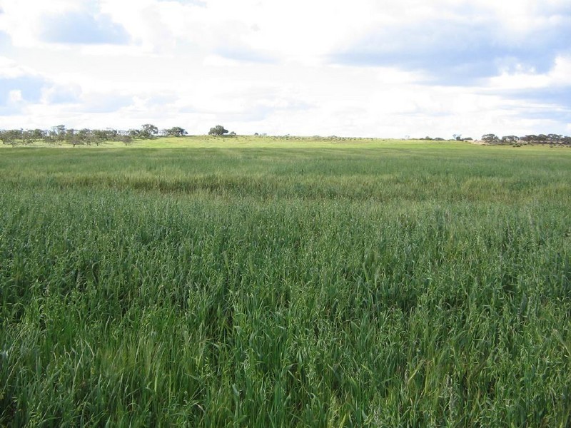 “Wooloogla” Serviceton North Road, Telopea Downs VIC 3420