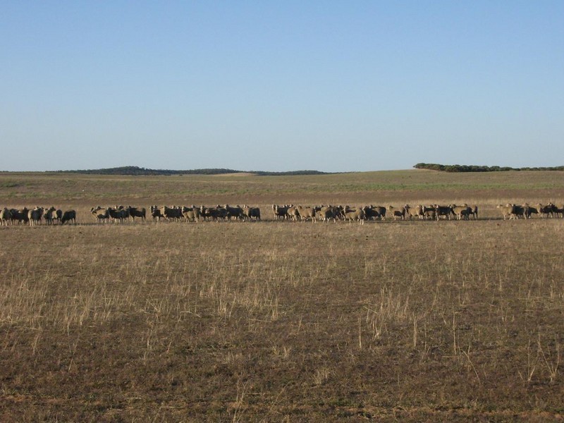 Allotment 640 Blacketts Road, Parrakie SA 5301