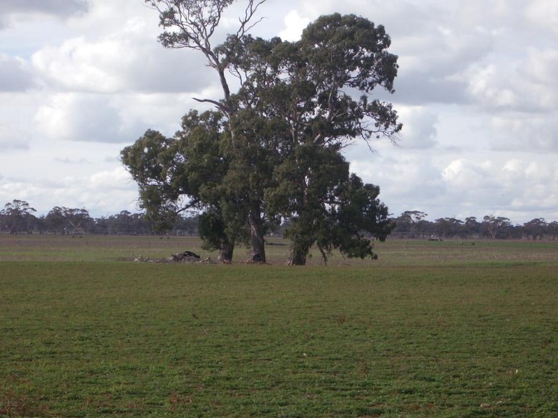 Section 1 Cannawigara road, Bordertown SA 5268