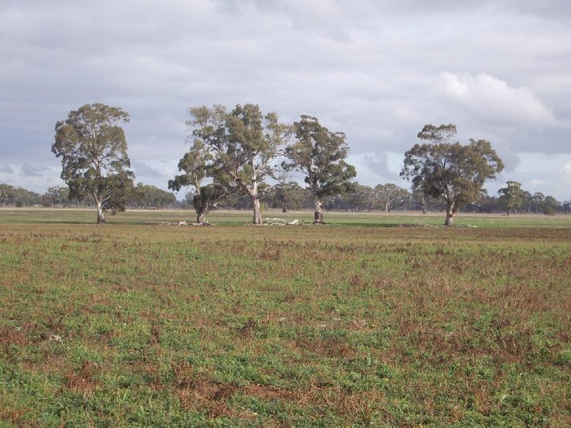 Section 1 Cannawigara road, Bordertown SA 5268