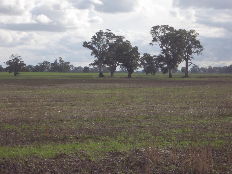 Section 1 Cannawigara road, Bordertown SA 5268