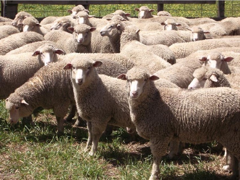 Sec 83 Spur Road, Keith SA 5267