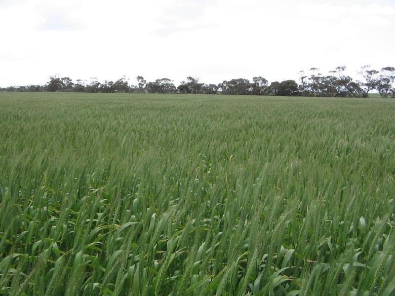 Sec 83 Spur Road, Bordertown SA 5268