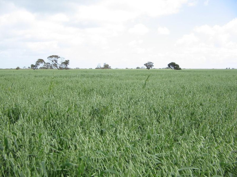 Sec 83 Spur Road, Bordertown SA 5268