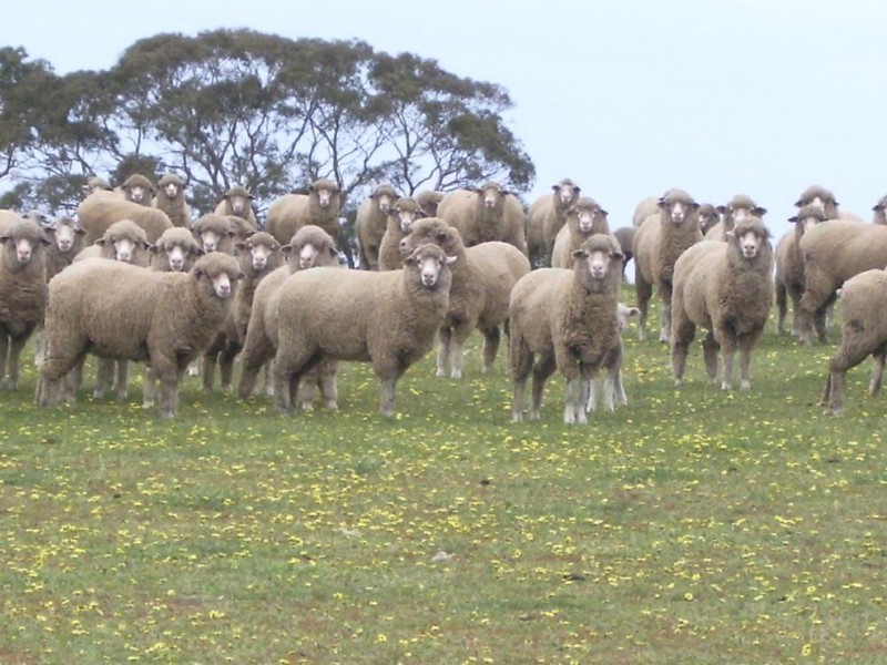 Section 78 Emu Flat Road, Keith SA 5267