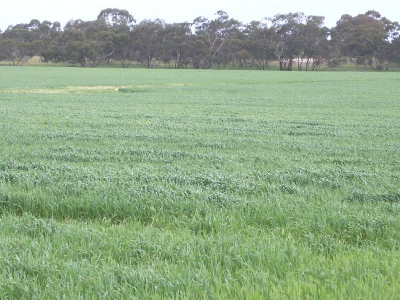 Section 78 Emu Flat Road, Keith SA 5267