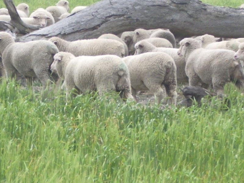 Section 78 Emu Flat Road, Keith SA 5267