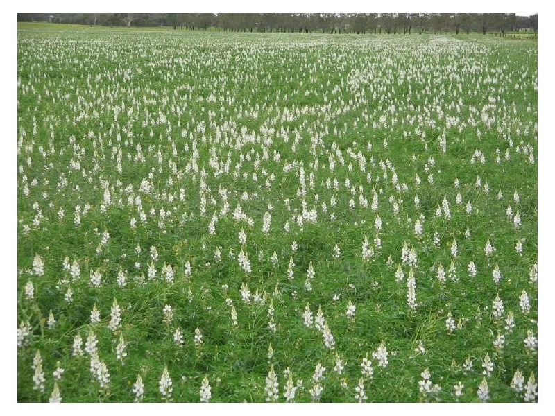 Section 78 Emu Flat Road, Keith SA 5267