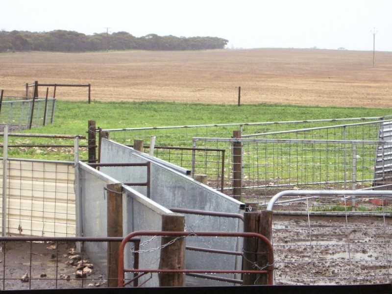 “Hildalea” Mallee Highway  SA, Peake SA 5301