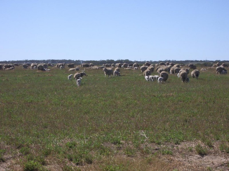 “Hildalea” Mallee Highway  SA, Peake SA 5301