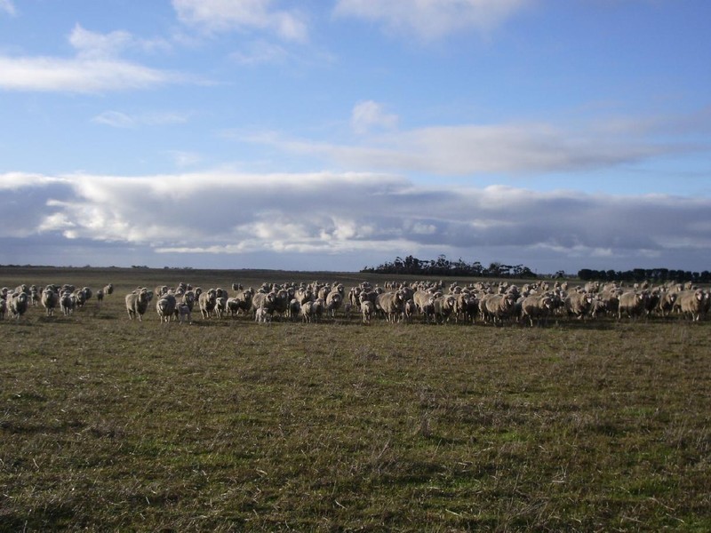 Sec 113 Duckhole Road, Lameroo SA 5302