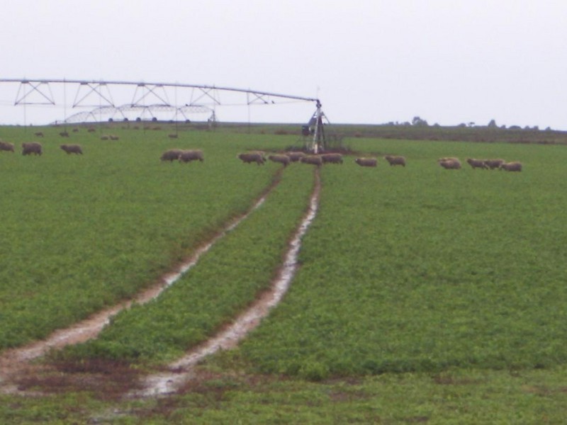 “Hildalea” Mallee Highway  SA, Murray Bridge SA 5253