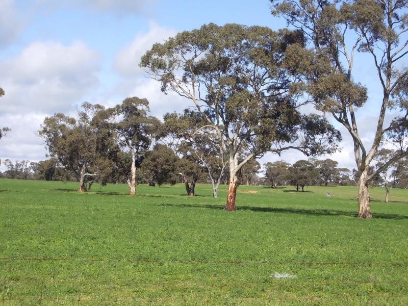 Bolinda/Milnes Cannawigara Road, Mundulla SA 5270