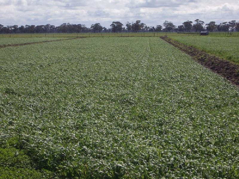 Bolinda/Milnes Cannawigara Road, Mundulla SA 5270