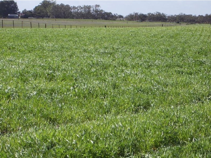 Lot 75 Senior Road, Keith SA 5267