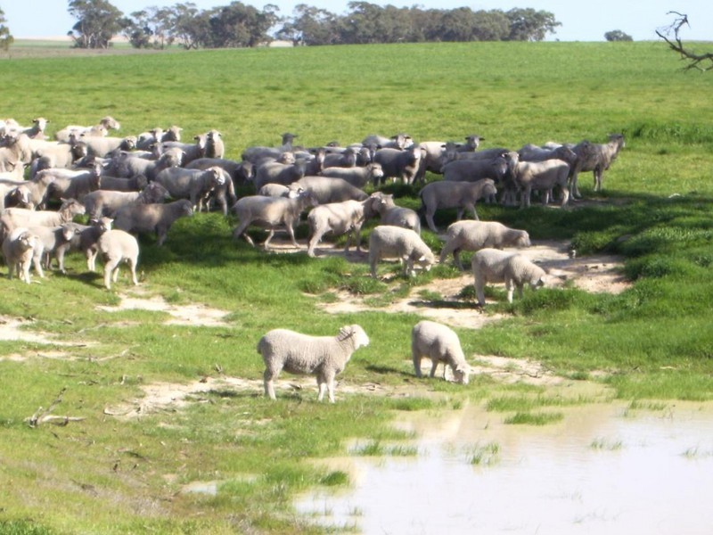 Lot 75 Senior Road, Keith SA 5267