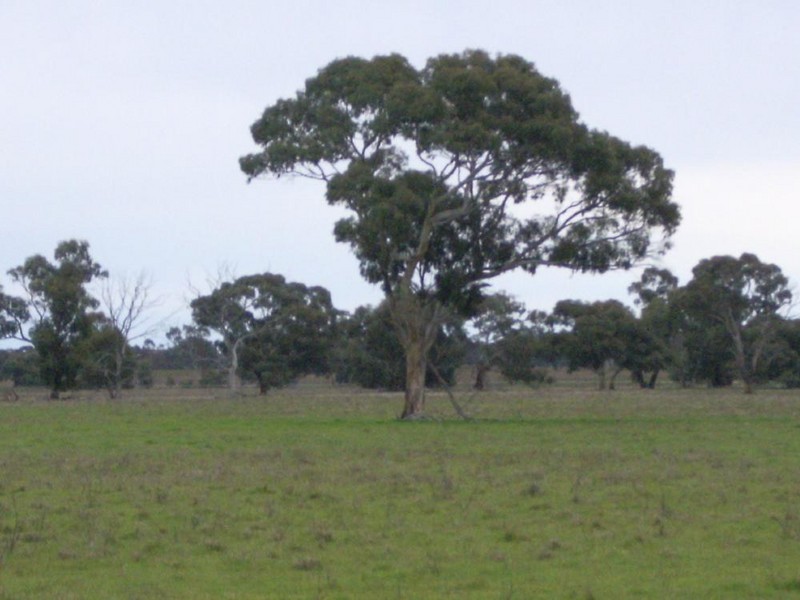Lot 53 off Pinnaroo Rd, Bordertown SA 5268