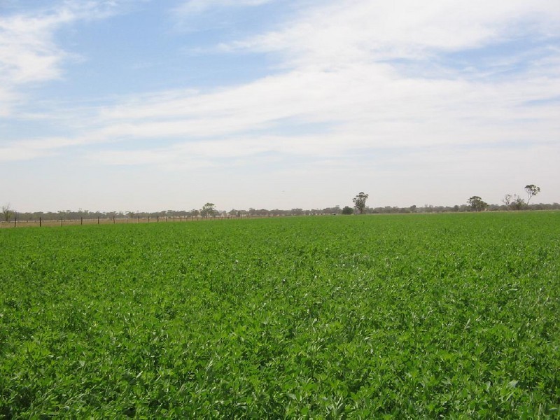 Bolinda Cannawigara Road, Bordertown SA 5268