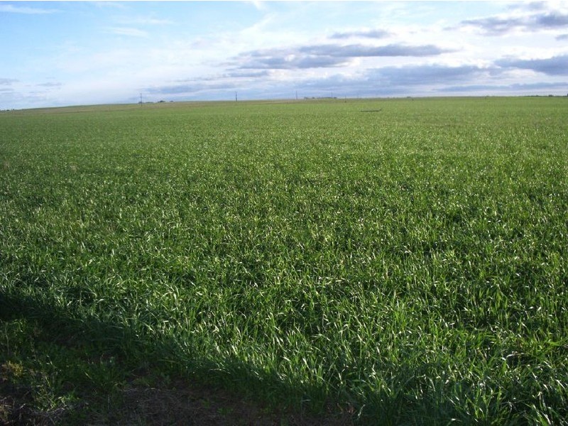 4, 41 and 42 Mallee Highway, Lameroo SA 5302