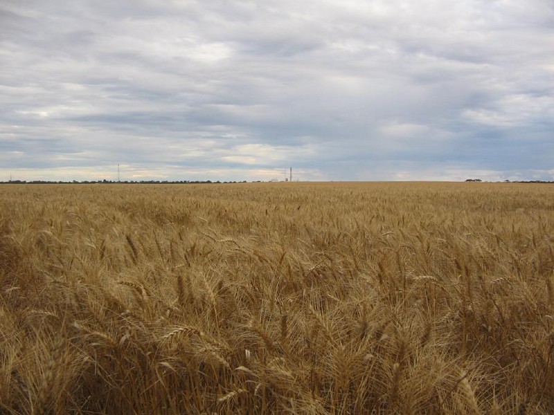 4, 41 and 42 Mallee Highway, Lameroo SA 5302