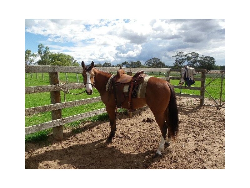 Dalmally Pigeon Flat Rd, Bordertown SA 5268