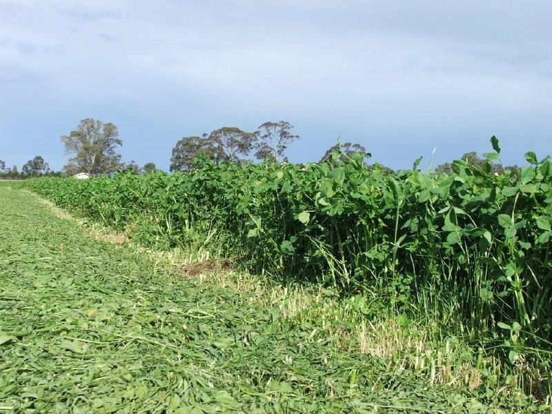 “Dalmally” Pigeon Flat Rd, Bordertown SA 5268