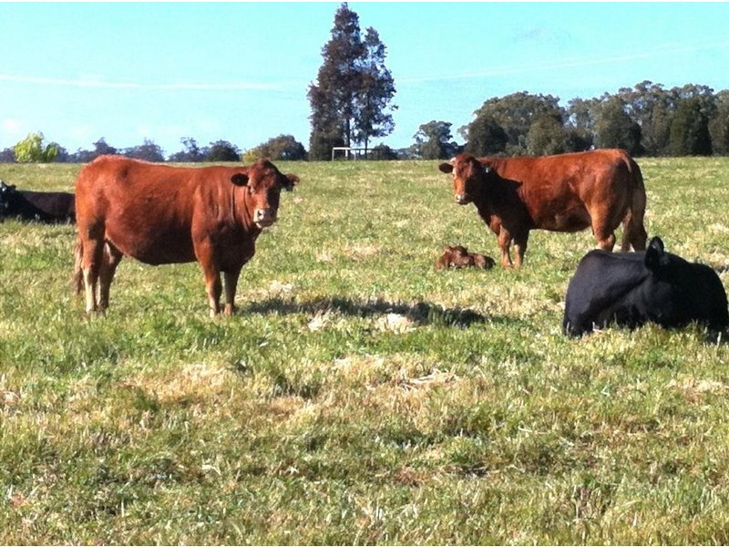 “Dalmally” Pigeon Flat Rd, Bordertown SA 5268