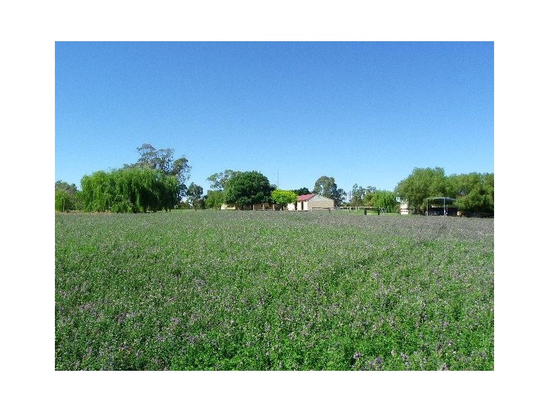 “Dalmally” Pigeon Flat Rd, Bordertown SA 5268