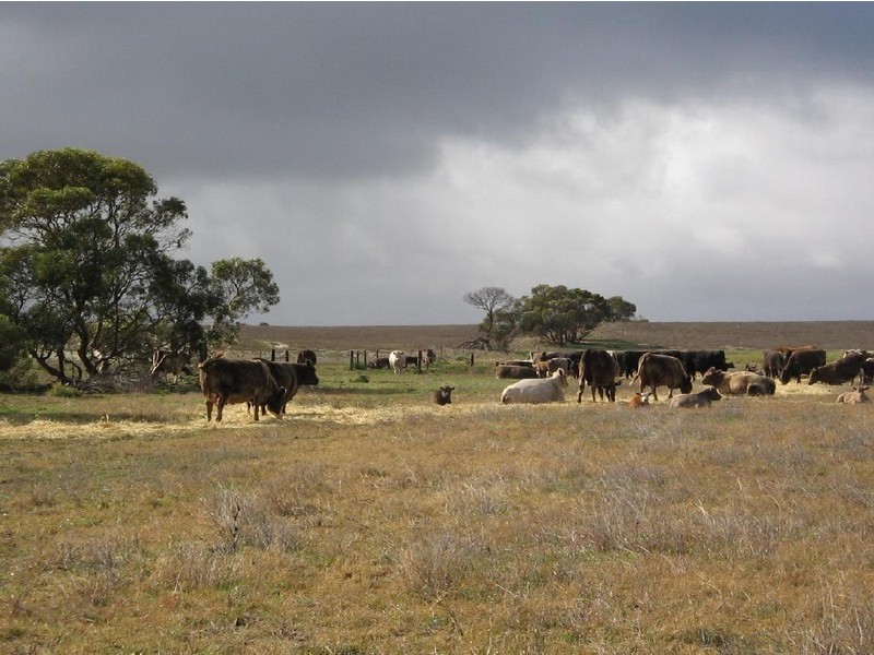 Section 7 Carcuma Road, Coonalpyn SA 5265