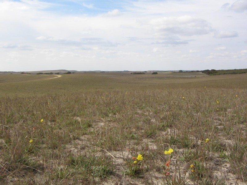 Section 7 Carcuma Road, Coonalpyn SA 5265