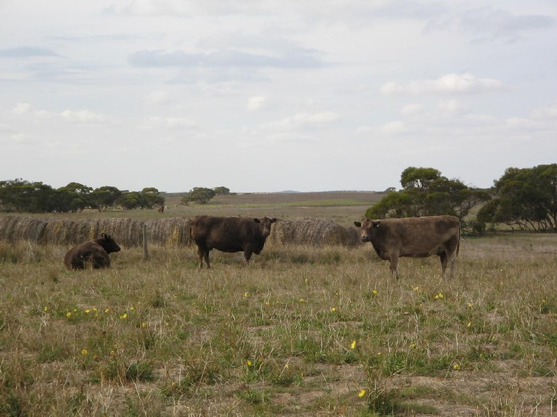 Section 7 Carcuma Road, Coonalpyn SA 5265