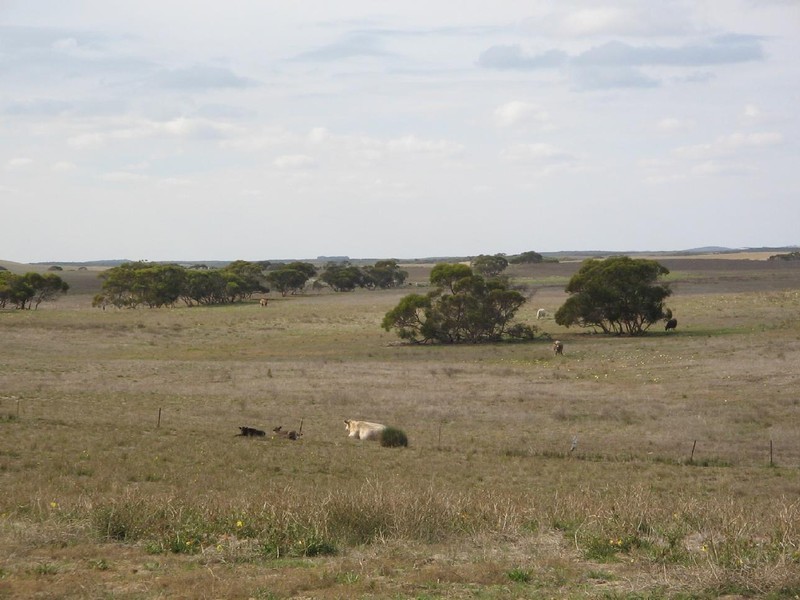 Section 7 Carcuma Road, Coonalpyn SA 5265