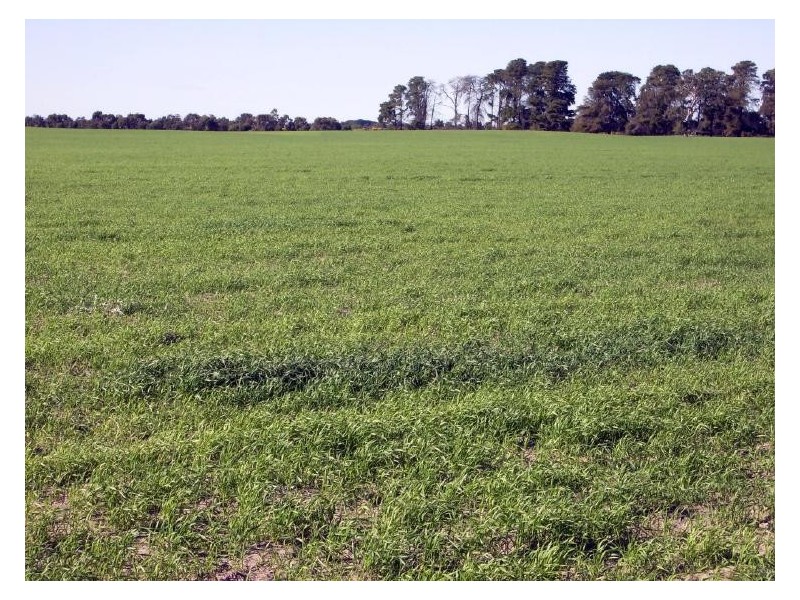 Lot 21 Hutchison Rd, Bordertown SA 5268