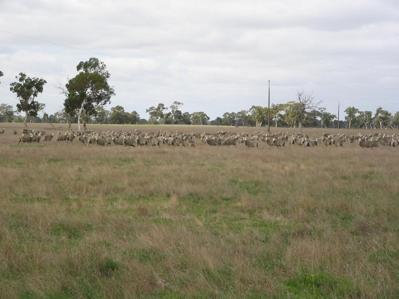 Lot 21 Hutchison Rd, Bordertown SA 5268