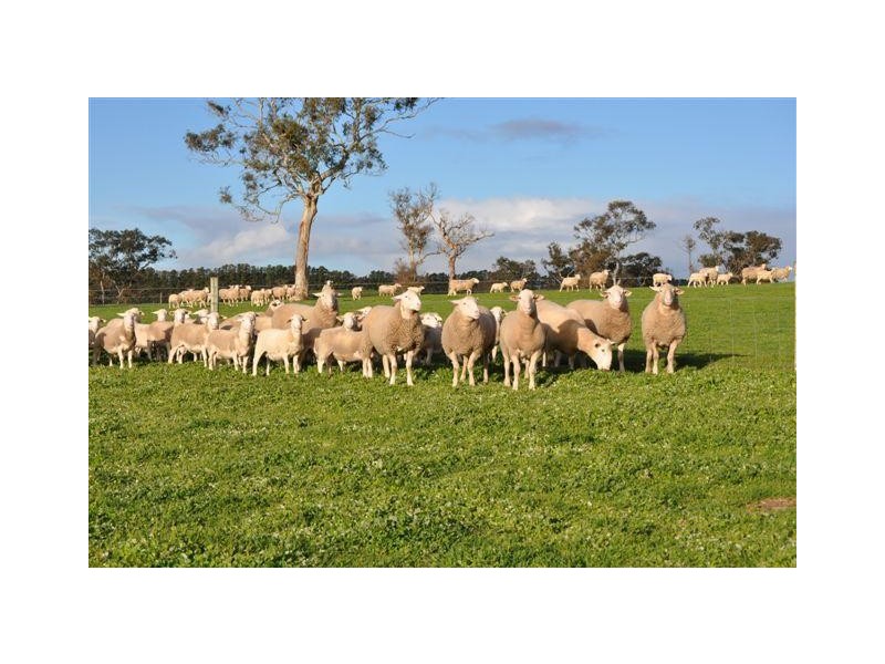 Section 58 Padthaway Rd, Padthaway SA 5271