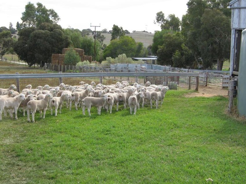 Section 58 Padthaway Rd, Padthaway SA 5271