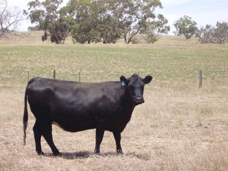 “Alvin Park” Yallawmurray Rd, Padthaway SA 5271