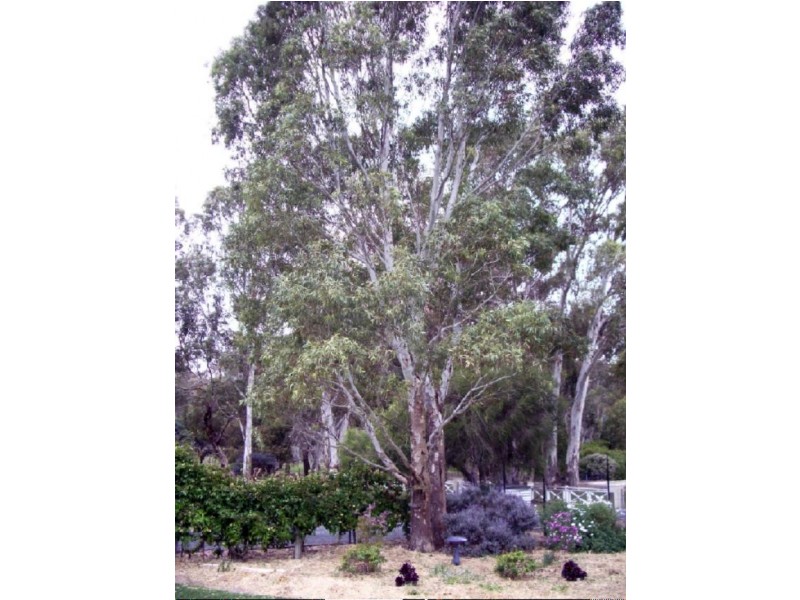 63 Jones Street, Mundulla SA 5270