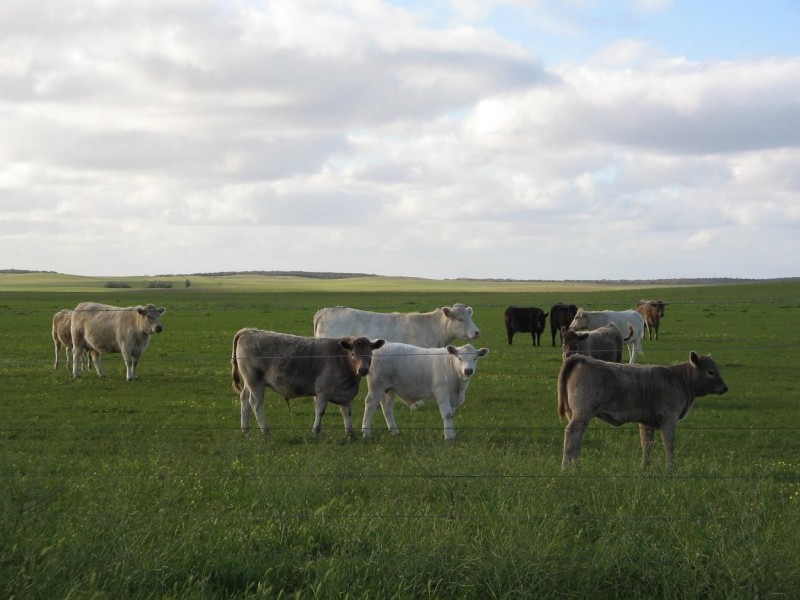 Lot 1B Billiatt Road, Lameroo SA 5302