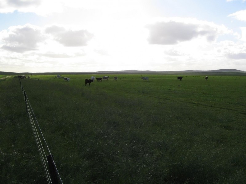 Lot 1B Billiatt Road, Lameroo SA 5302