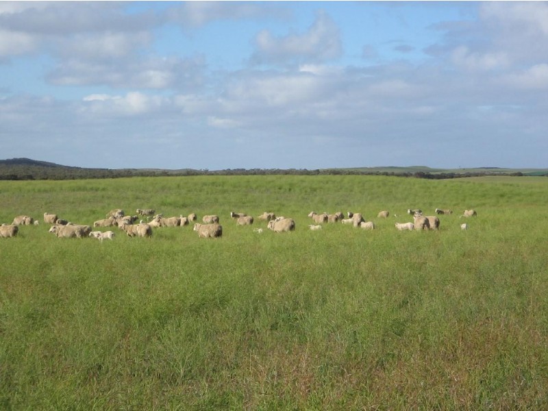 Lot 1B Billiatt Road, Lameroo SA 5302