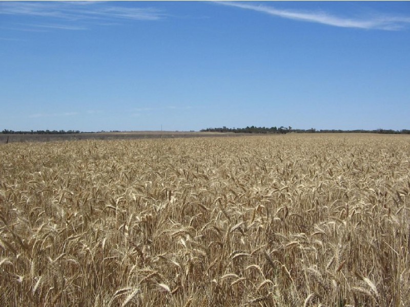 Lot 91 Karte Road, Pinnaroo SA 5304