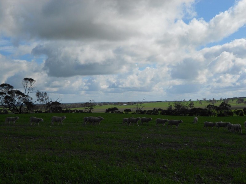 94 Main Road 21 Road, Carew SA 5270