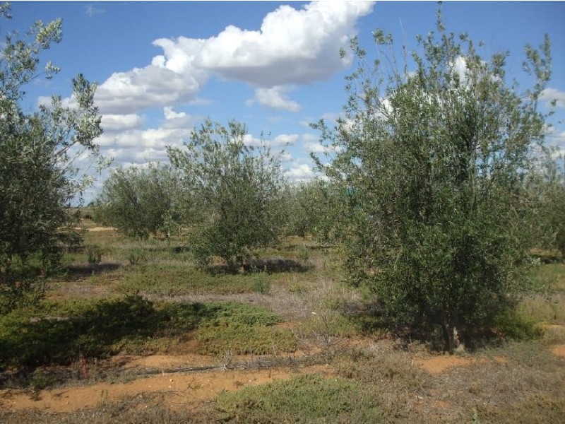 Sec 11 and 13 Karte West Road, Lameroo SA 5302