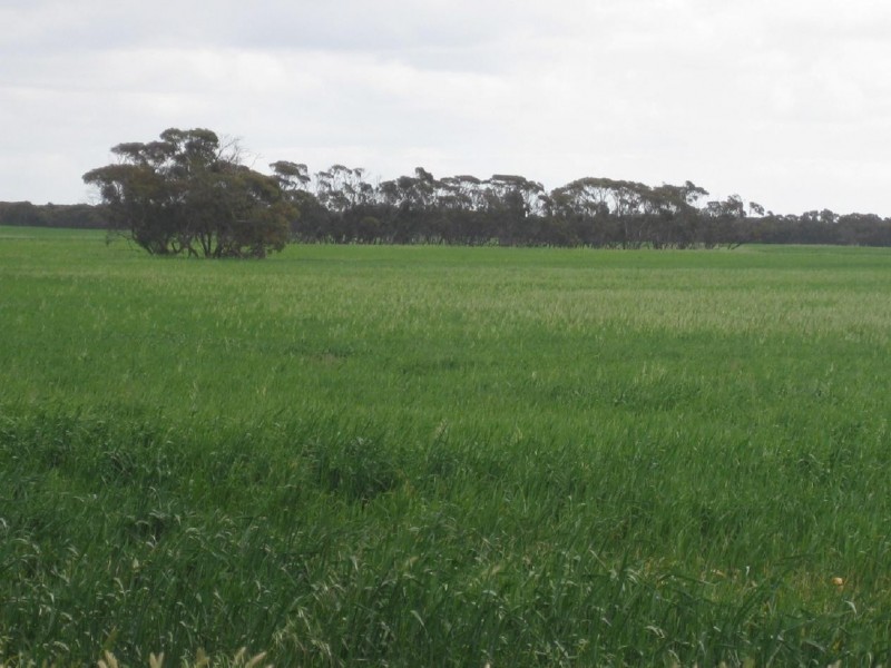 2836 Tauraget Well Road, Coonalpyn SA 5265