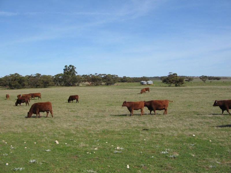 2836 Tauraget Well Road, Coonalpyn SA 5265