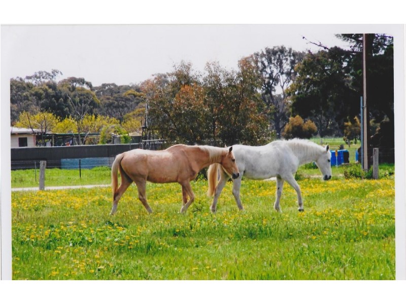 27 Punjum Rd, Mundulla SA 5270