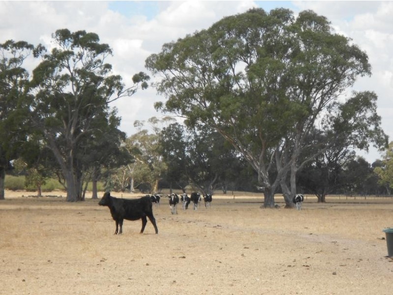 426 Cadell Road, Bordertown SA 5268