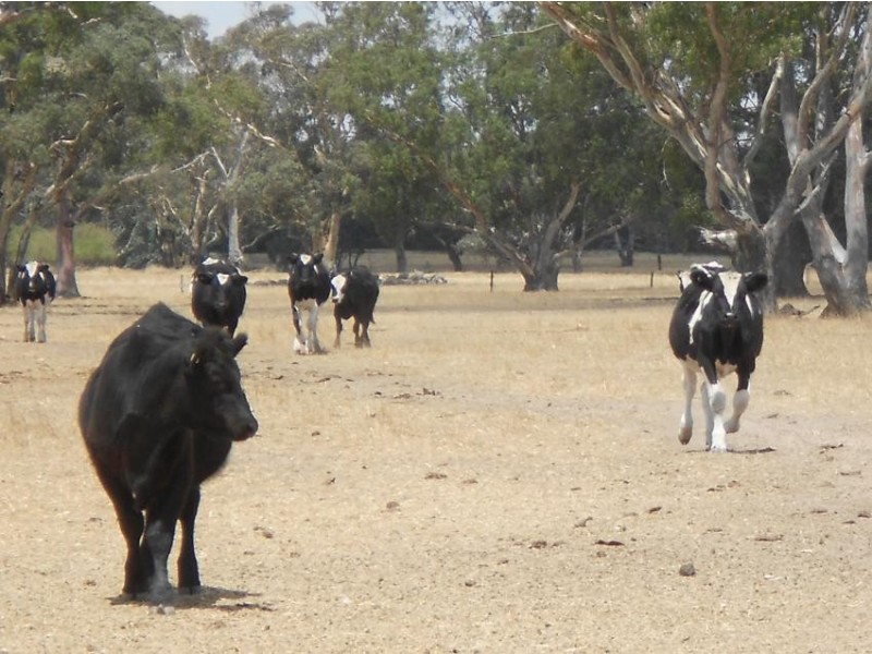 426 Cadell Road, Bordertown SA 5268